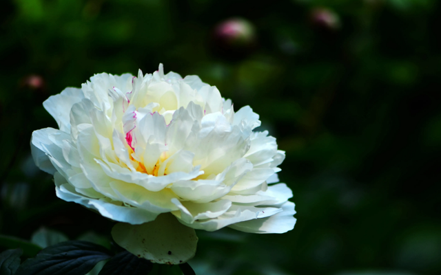 「诗词鉴赏」芍药不嫌春欲老，十二首芍药的诗词，好似牡丹倾国色