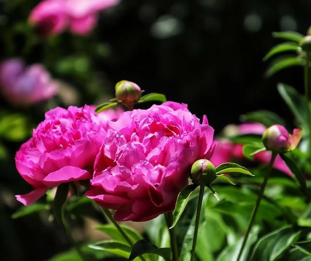 「诗词鉴赏」芍药不嫌春欲老，十二首芍药的诗词，好似牡丹倾国色