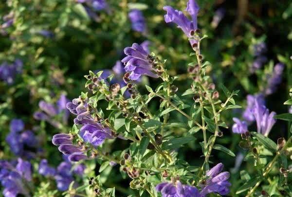 野外满地的这“野花”叫黄芩，如今难觅得，价值高很珍贵