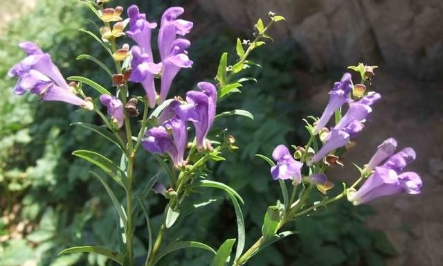 野外满地的这“野花”叫黄芩，如今难觅得，价值高很珍贵