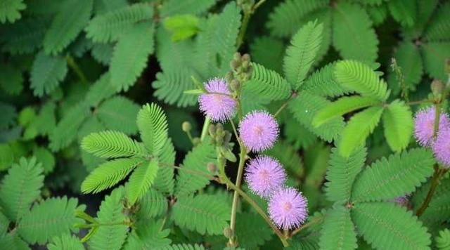 植物界三大误区，昙花一现真的只是一瞬间吗？