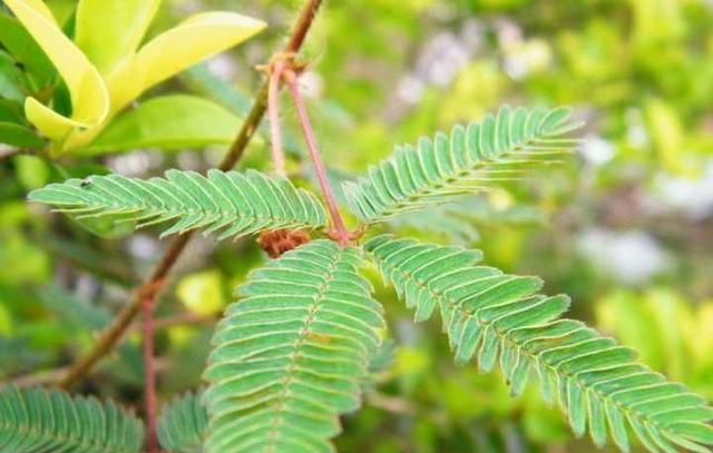 植物界三大误区，昙花一现真的只是一瞬间吗？