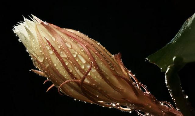 植物界三大误区，昙花一现真的只是一瞬间吗？