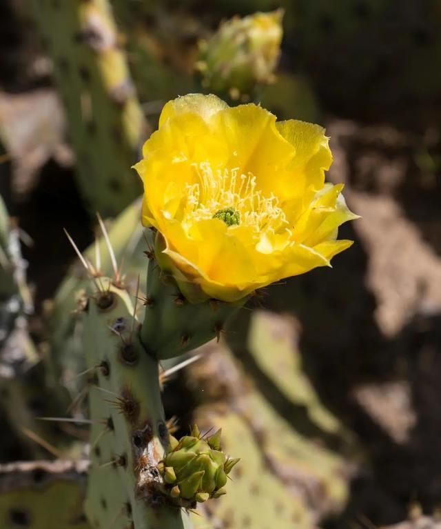 自然探秘所 | 这些植物开的花，你都见过吗？