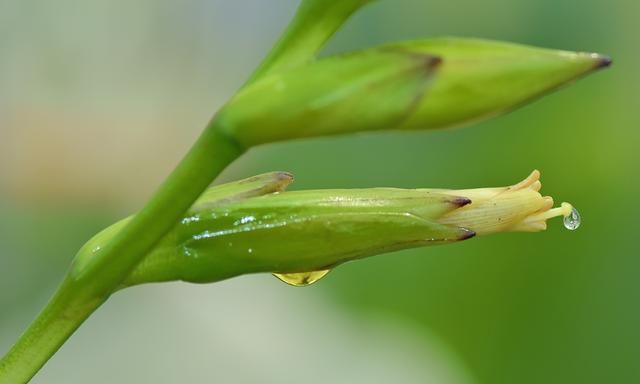 高大鹦哥凤梨在上海安家12年后首次开花，每朵只开数小时