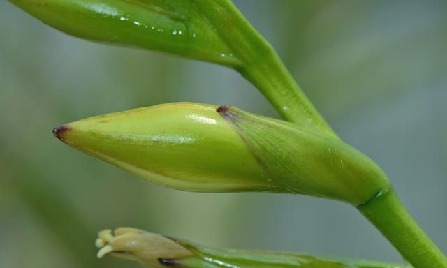 高大鹦哥凤梨在上海安家12年后首次开花，每朵只开数小时