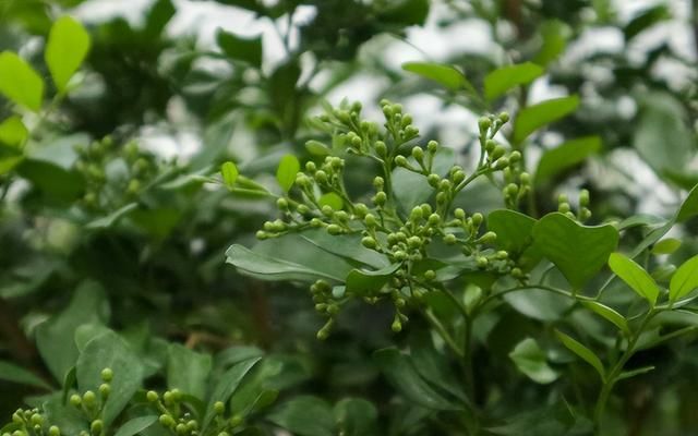 植物根系生长较慢，用点生根粉，这3种使用方法要记住