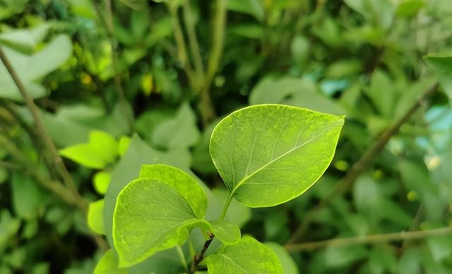 植物根系生长较慢，用点生根粉，这3种使用方法要记住