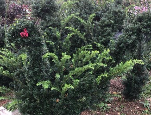 网红植物“红豆杉”，换个透气土，避免干尖黄叶，好好养，很珍贵