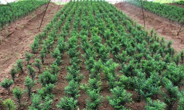 网红植物“红豆杉”，换个透气土，避免干尖黄叶，好好养，很珍贵