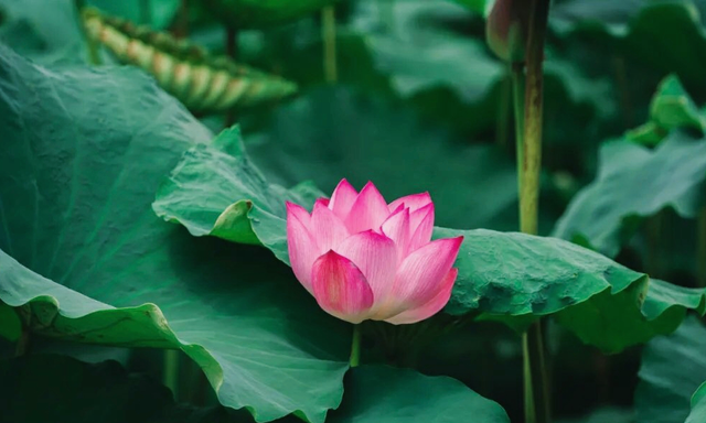 中国十二月花神（六月荷花）：香远溢清的花中君子