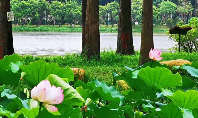 中国十二月花神（六月荷花）：香远溢清的花中君子