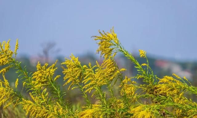 多地严查“加拿大一枝黄花”！外表美丽的它危害到底有多大？