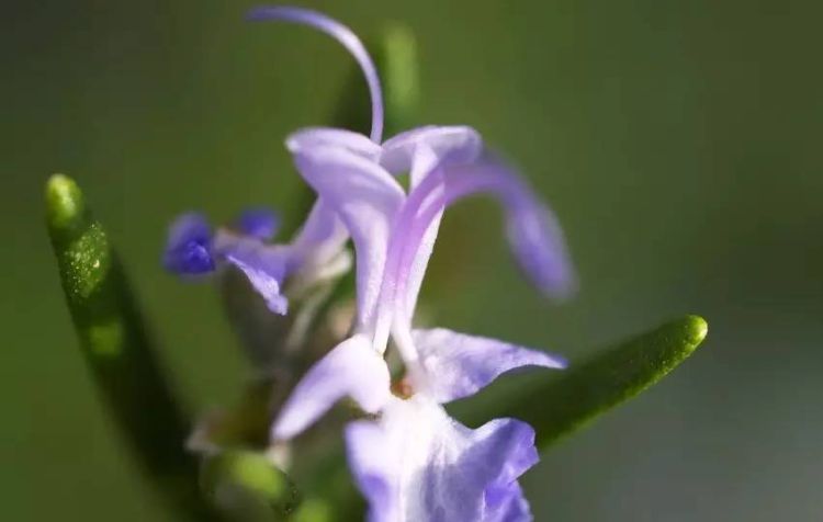 圣母玛利亚的玫瑰，迷迭香的花语图1