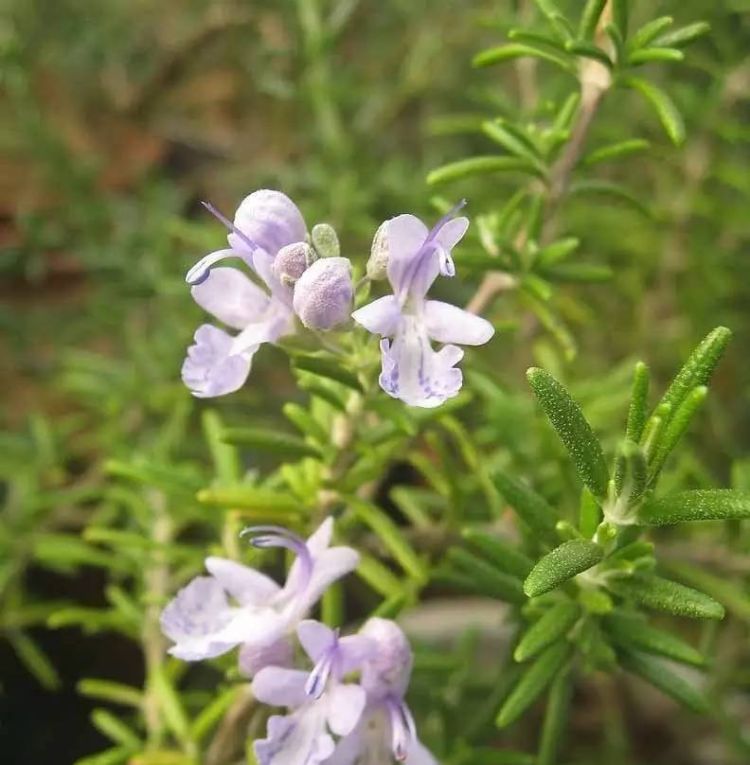 圣母玛利亚的玫瑰，迷迭香的花语图4