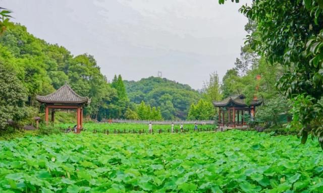 重庆第一波荷花已开，6个赏花秘境地，现在去刚刚好