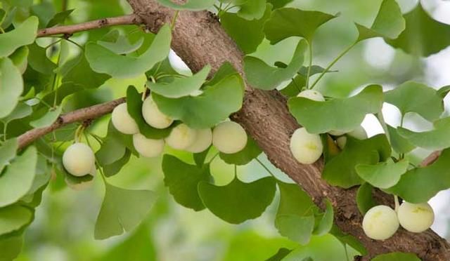 银杏树正确种植方法