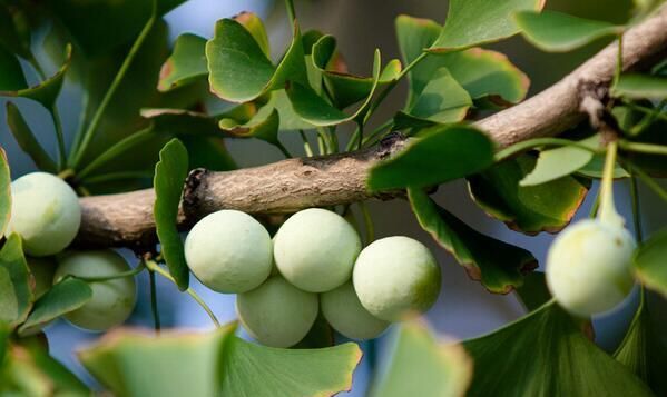 银杏树正确种植方法