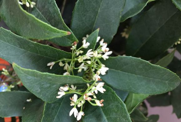 养好四季桂花，3个基础“知识点”，开花大花期长，花香味浓