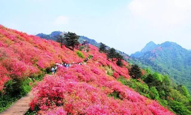 惊爆眼球的十种花“花海”，烂漫醉人美图分享