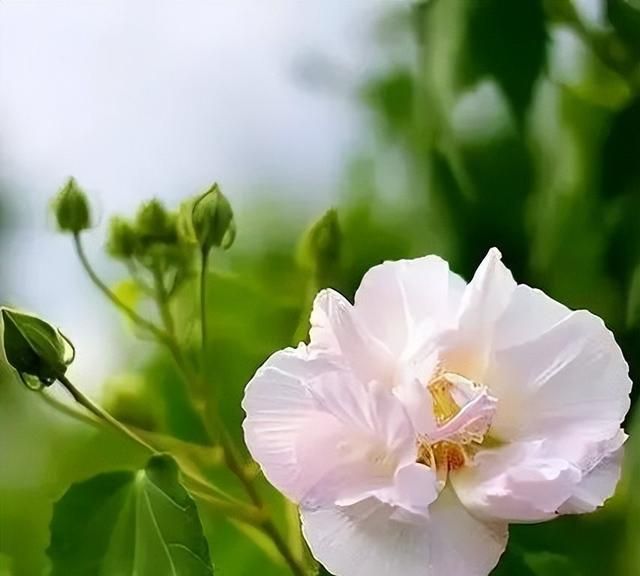 武汉植物图鉴之木芙蓉