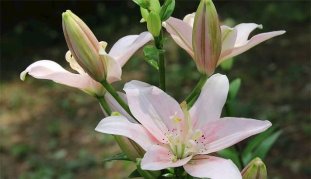 百合花语是什么意思？百年好合、幸福生活和伟大的爱，适用多场合