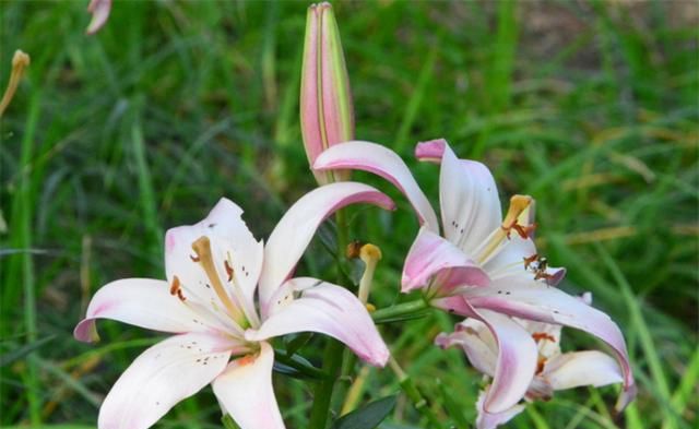 百合花语是什么意思？百年好合、幸福生活和伟大的爱，适用多场合