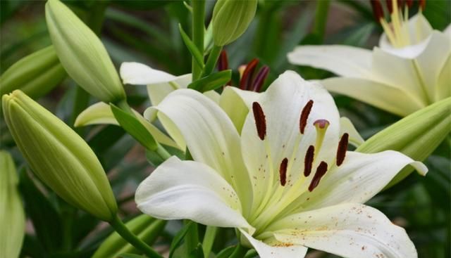 百合花语是什么意思？百年好合、幸福生活和伟大的爱，适用多场合