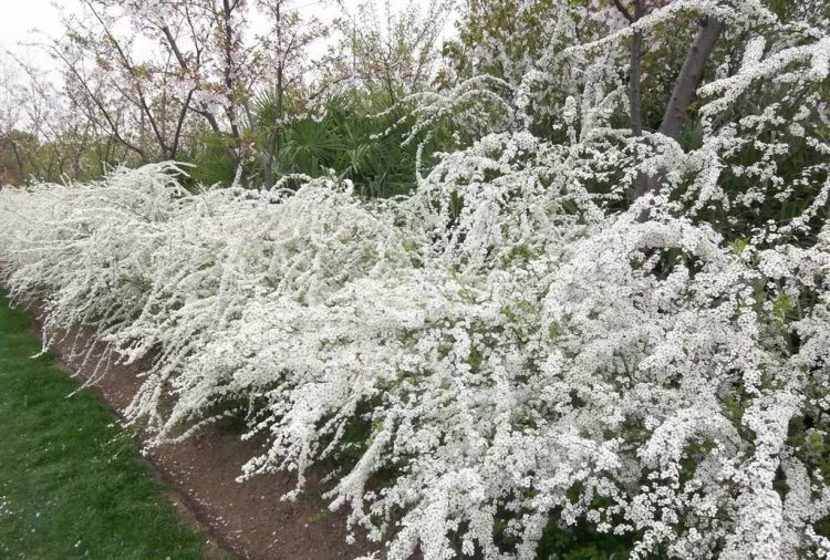 绣线菊图片，粉花绣线菊图片图4