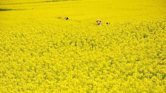 惊爆眼球的十种花“花海”，烂漫醉人美图分享