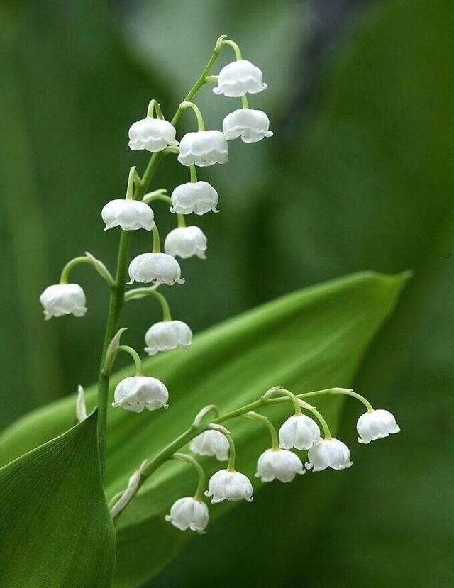 十二星座的代表花，快来看看哪个是你的专属