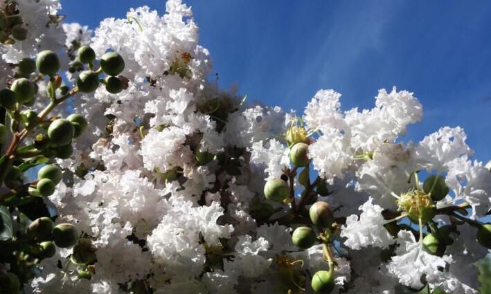 紫薇花：花有百日红，千日红花图片图5