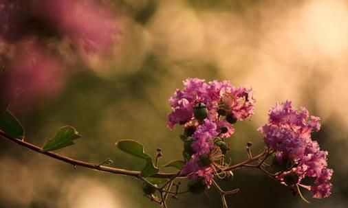 紫薇花：花有百日红，千日红花图片图7