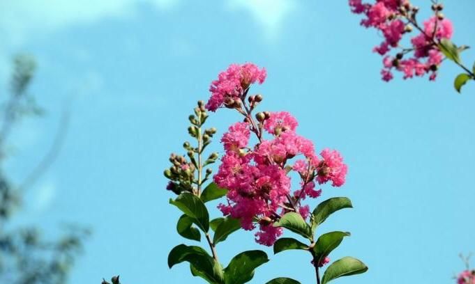 紫薇花：花有百日红，千日红花图片图8