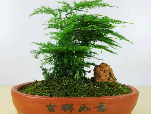 新手想玩盆景？可以试试4种植物，生长快速易成型，新手难养死