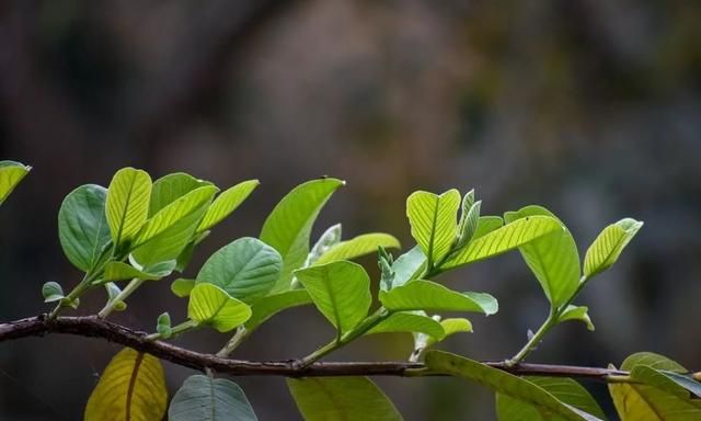 番石榴种在花盆里也能开花结果，前提是做好这几点，每年有果子摘