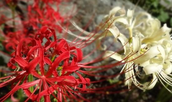 彼岸花的真正花语是什么