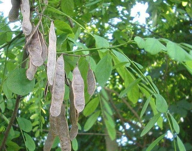 槐树有国槐和洋槐，啥区别？洋槐哪来的？见过开红花的洋槐吗