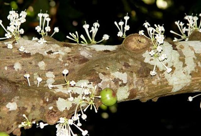 4种佛教圣花，家里养一盆，心平气和有福气