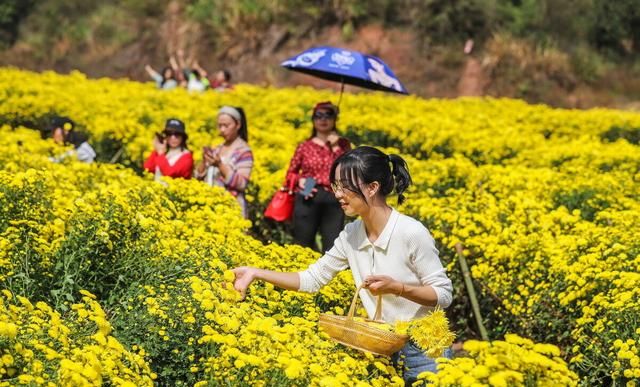 现在农村种什么前景好？这6个种植赚钱项目，很适合你在农村创业