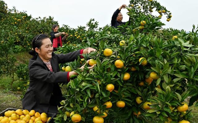 现在农村种什么前景好？这6个种植赚钱项目，很适合你在农村创业