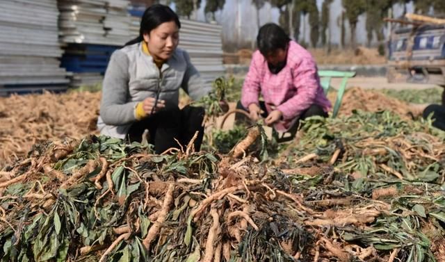 现在农村种什么前景好？这6个种植赚钱项目，很适合你在农村创业