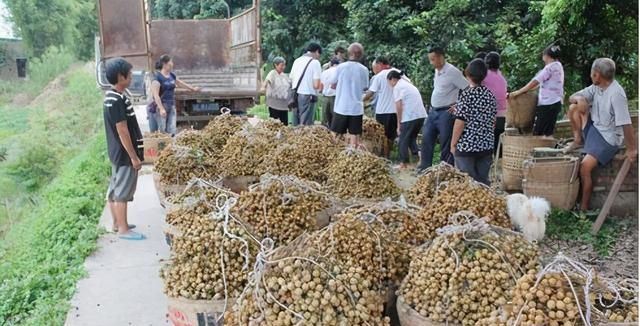 现在农村种什么前景好？这6个种植赚钱项目，很适合你在农村创业