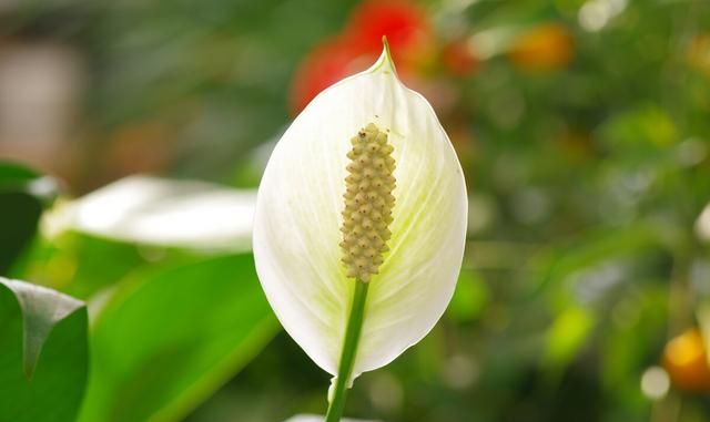 教师节别给老师送花束了，聪明人送5种盆栽，让老师“记忆深刻”