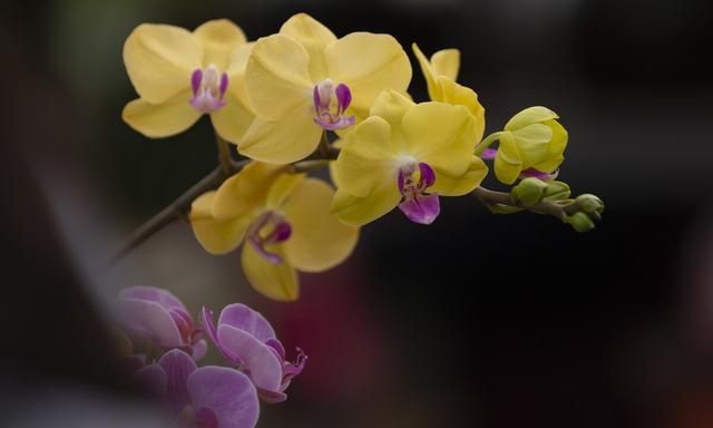 教师节别给老师送花束了，聪明人送5种盆栽，让老师“记忆深刻”