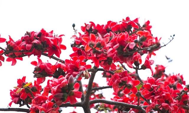 木棉花捡回家，晒干后炖锅汤；降血脂保肝脏，祛湿气治痔疮