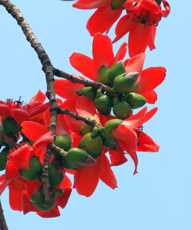 木棉花捡回家，晒干后炖锅汤；降血脂保肝脏，祛湿气治痔疮