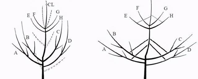 梨树怎么修剪？“循序渐进，适度提干”很重要，专家手把手教你