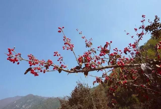 茱萸的分类及鉴赏