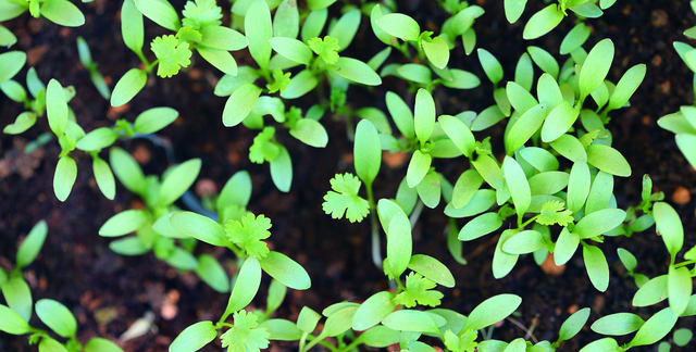 如何种植香菜？